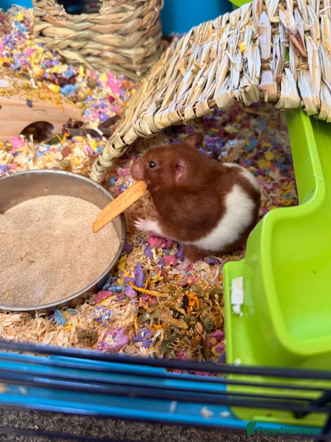 Hamster rodents for sale: Hamster and full set up  in Nottingham - Advert 1