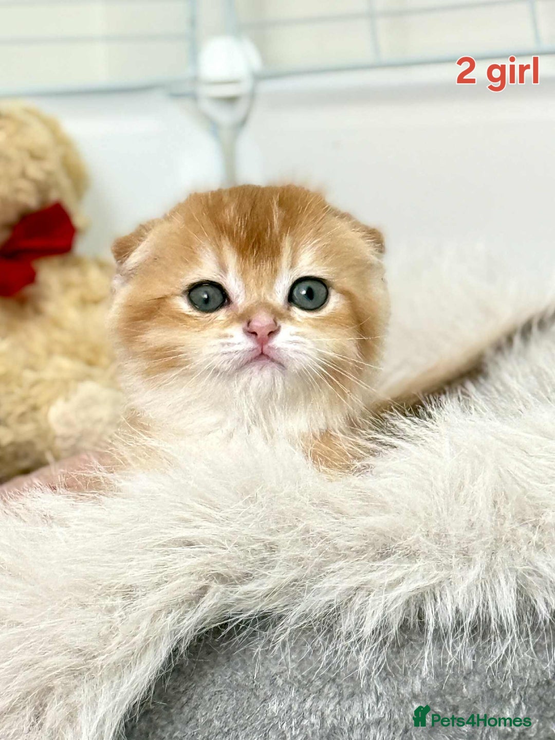 Scottish Fold cats for sale: Scottish straight/fold kittens 😸  - Image 10