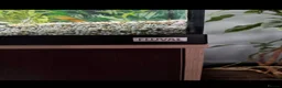 Live Bearers fish for sale: Fluval Tropical Aquarium Complete Setup in Tiverton - Advert 3