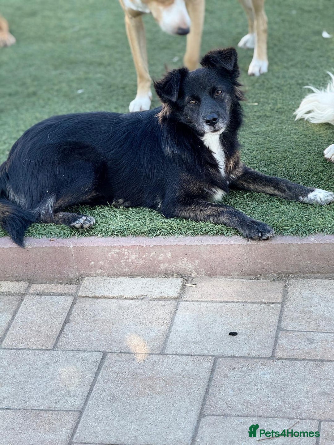 Mixed Breed dogs for adoption: Cute Briggie looking for LOVE - Image 6