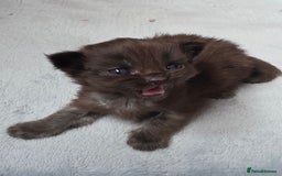 Maine Coon cats for sale: Maine coon pedigree kittens  - Image 9