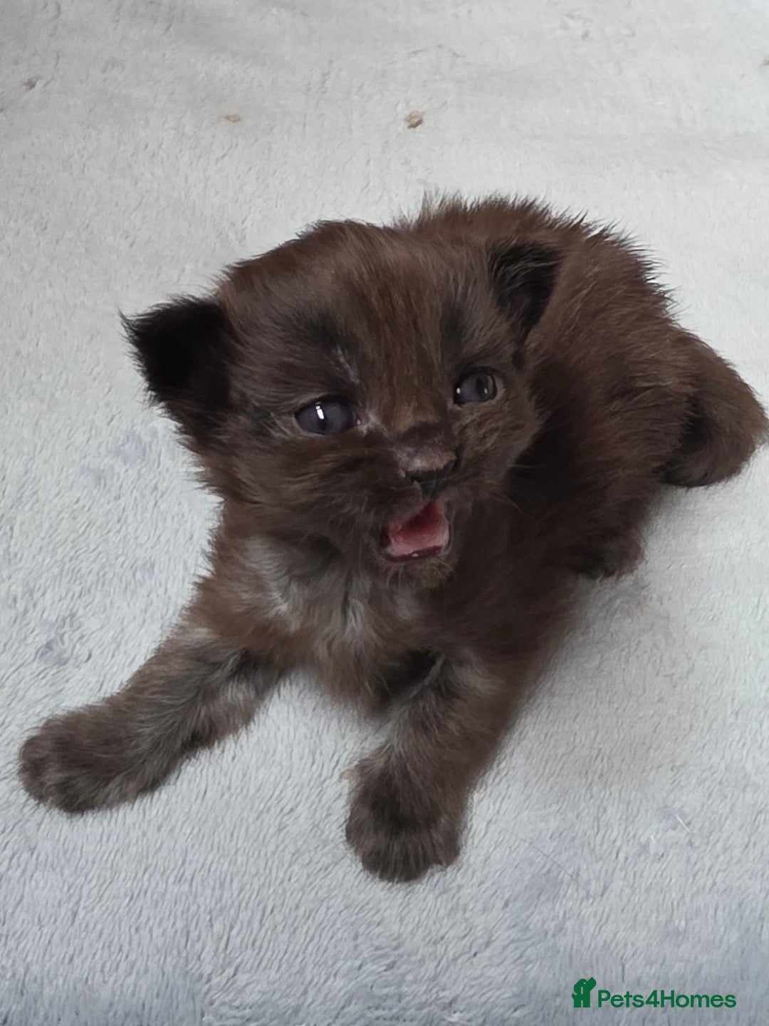 Maine Coon cats for sale: Maine coon pedigree kittens  - Image 9