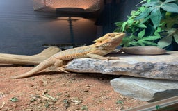 Dragon reptiles for sale: Mia the Beautiful bearded dragon  - Image 1