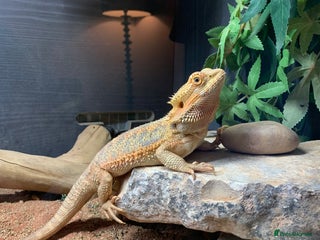 Dragon reptiles for sale - Advert 1