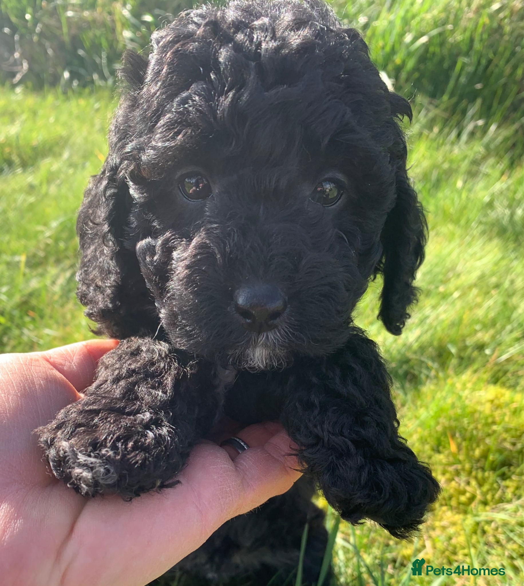 Cockapoo dogs Beautiful Cockapoo puppies - Advert 2