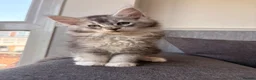Maine Coon cats for sale: 🐈‍⬛Sweet bundle of Joy TICA register🐈‍⬛ - Advert 24