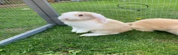 Mini Lop rabbits for sale: Adorable mini lops - Advert 8