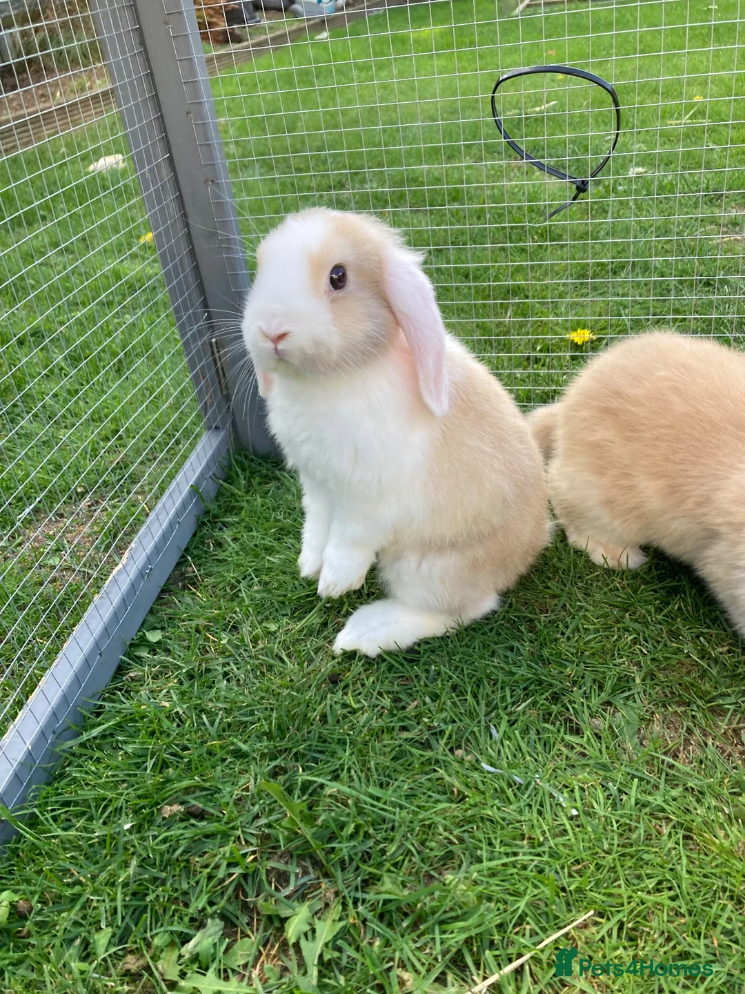 Mini Lop rabbits for sale: Adorable mini lops - Advert 8