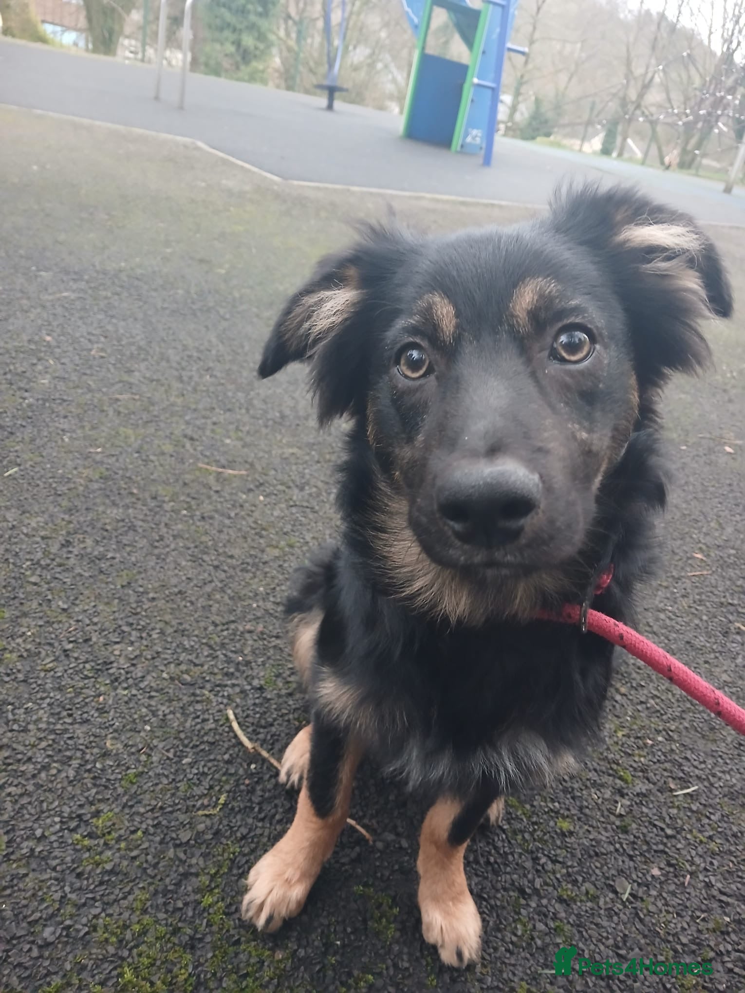 Border Collie dogs Collie Boy - Advert 10