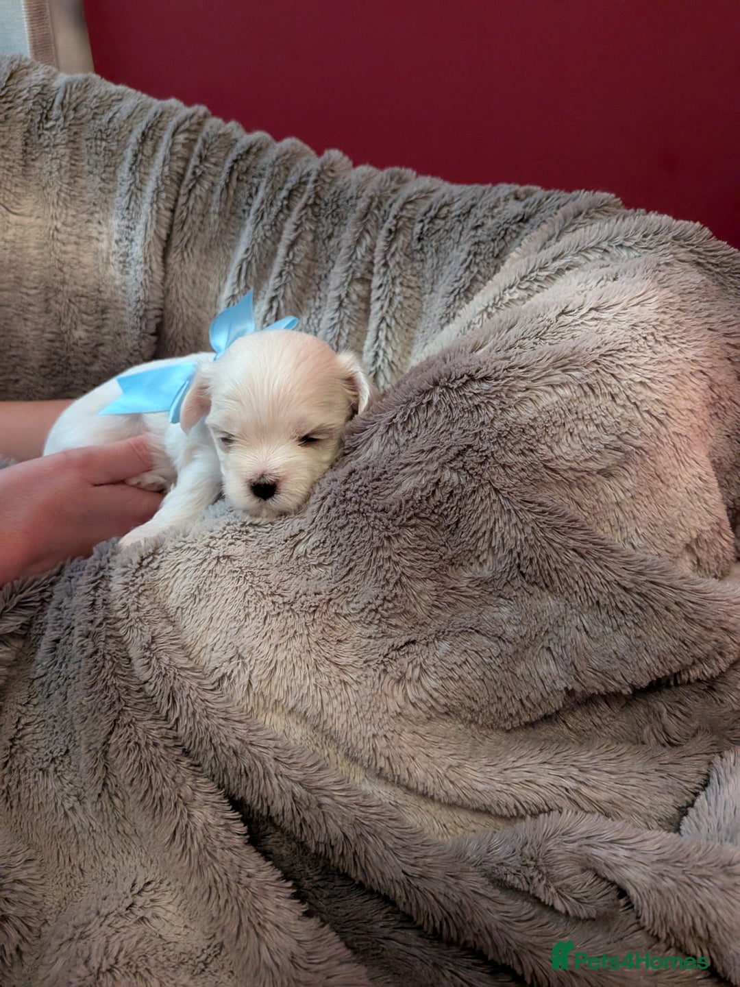 Maltese dogs for sale: Beautiful Small Size Maltese ONLY TWO PUPPIES LEFT - Image 16
