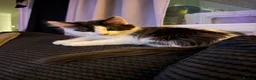 Mixed Breed cats for sale: Beautiful grey / black and white half Mainecoon  - Advert 14