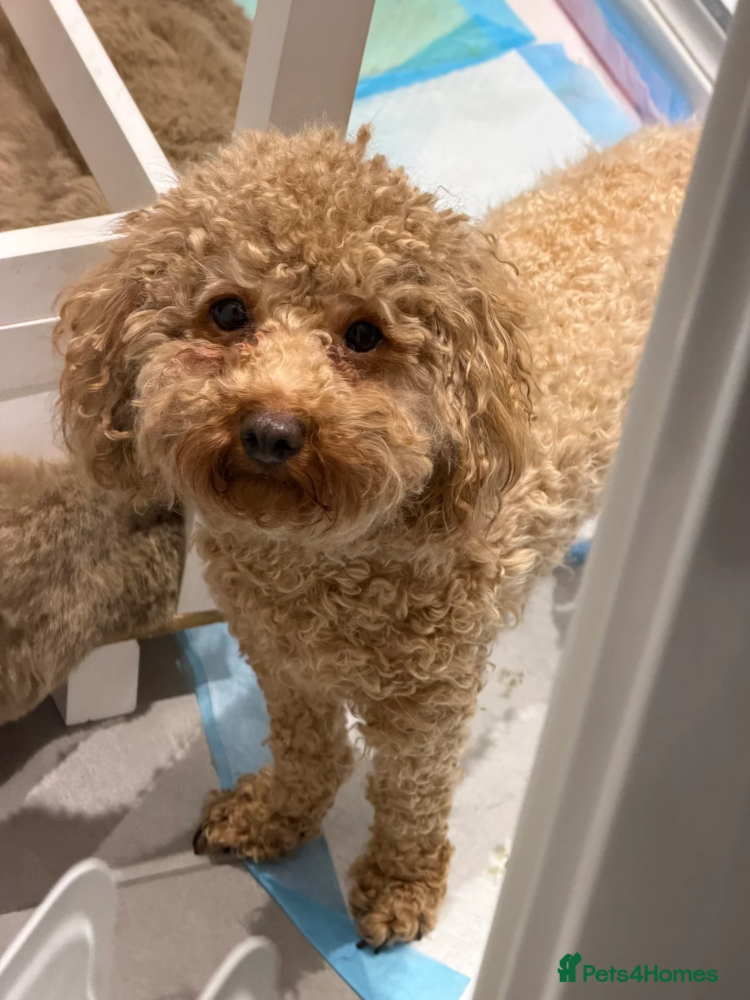 Toy Poodle dogs for sale: Kc red toy poodle puppy for sale  - Advert 9