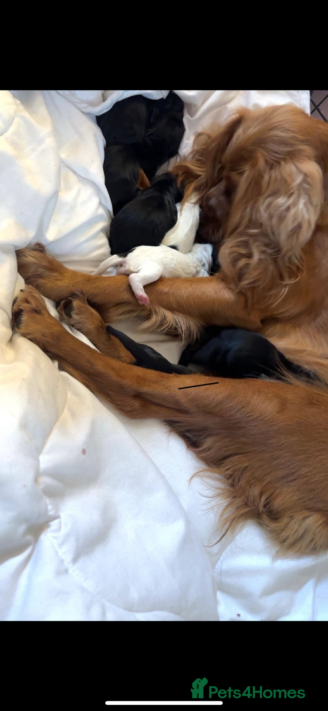 Cocker Spaniel dogs for sale: Working cocker spaniel puppies  - Advert 9