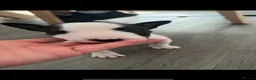 English Bull Terrier dogs for sale: KC registered English Bull Terrier Puppies - Advert 2