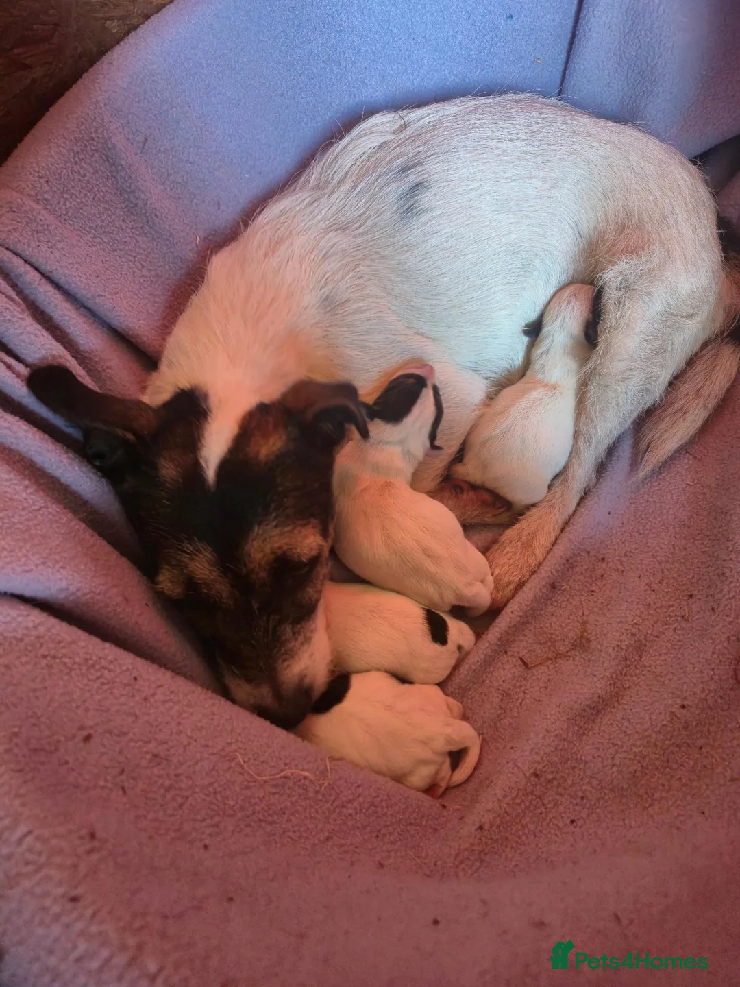Jack Russell dogs for sale: 2x male Jack russel puppies  in Crediton - Advert 1