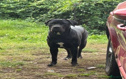 Cane Corso dogs for sale: Cane Corso  - Image 2
