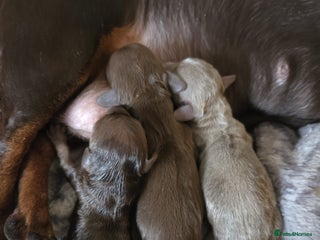 Dachshund dogs Miniature Dachshand girls for sale - Advert 3