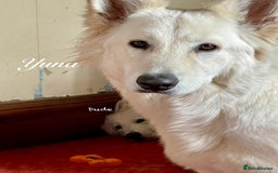 White Swiss Shepherd dogs for sale: White Swiss Shepherd Puppies 🐾🍼KC Registered - Image 12