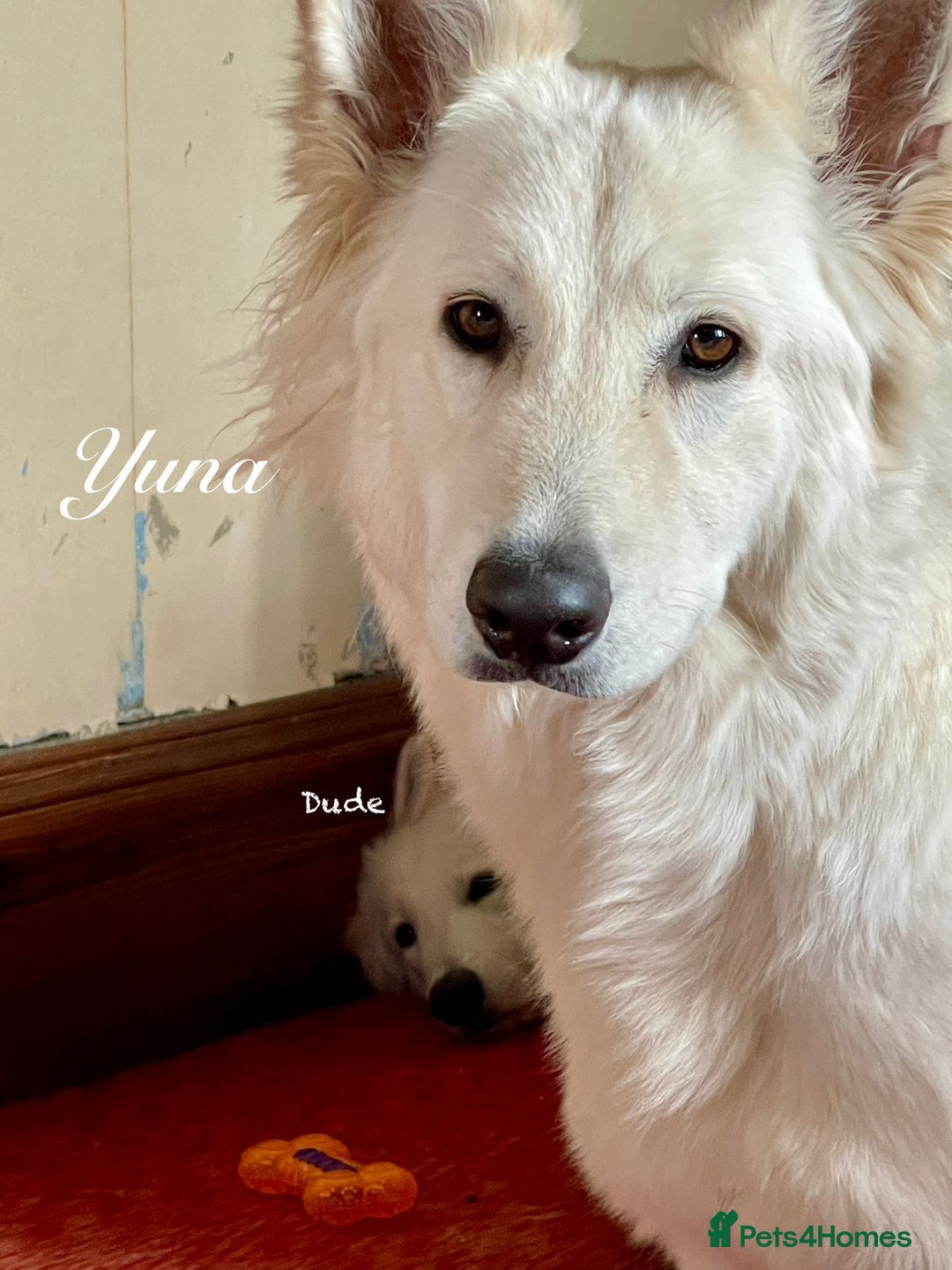 White Swiss Shepherd dogs for sale: White Swiss Shepherd Puppies 🐾🍼KC Registered - Image 12