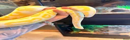 Python Snake reptiles for sale: Cinnamon Albino Royal Python CB2024 - Advert 2