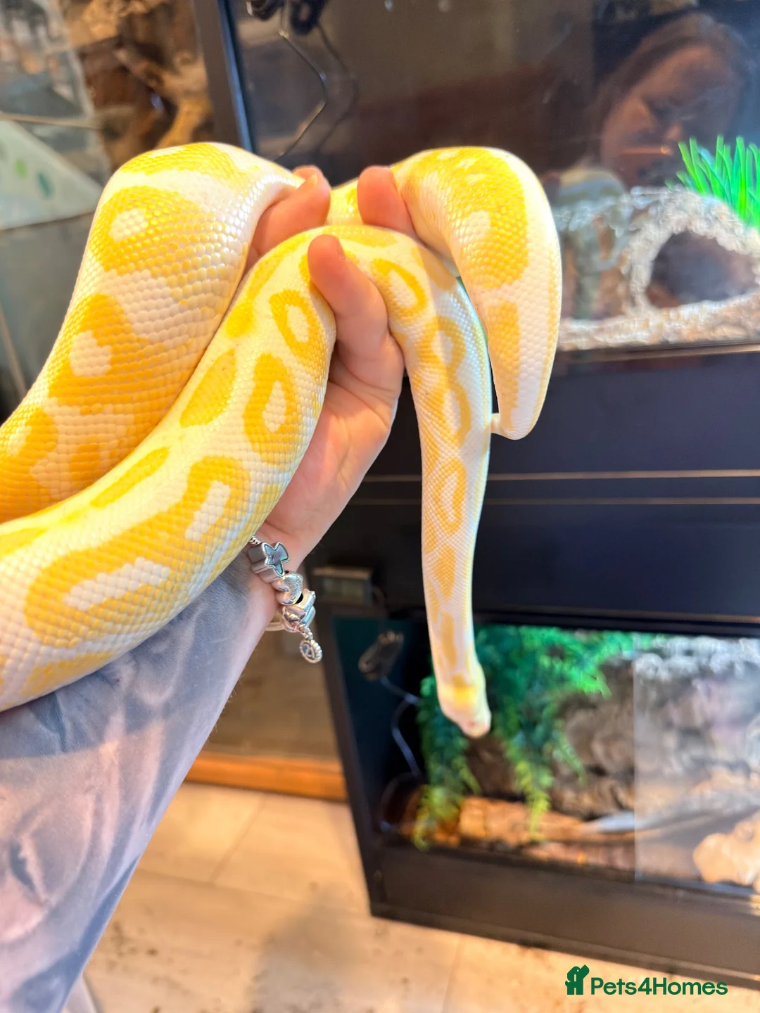 Python Snake reptiles for sale: Cinnamon Albino Royal Python CB2024 - Advert 2