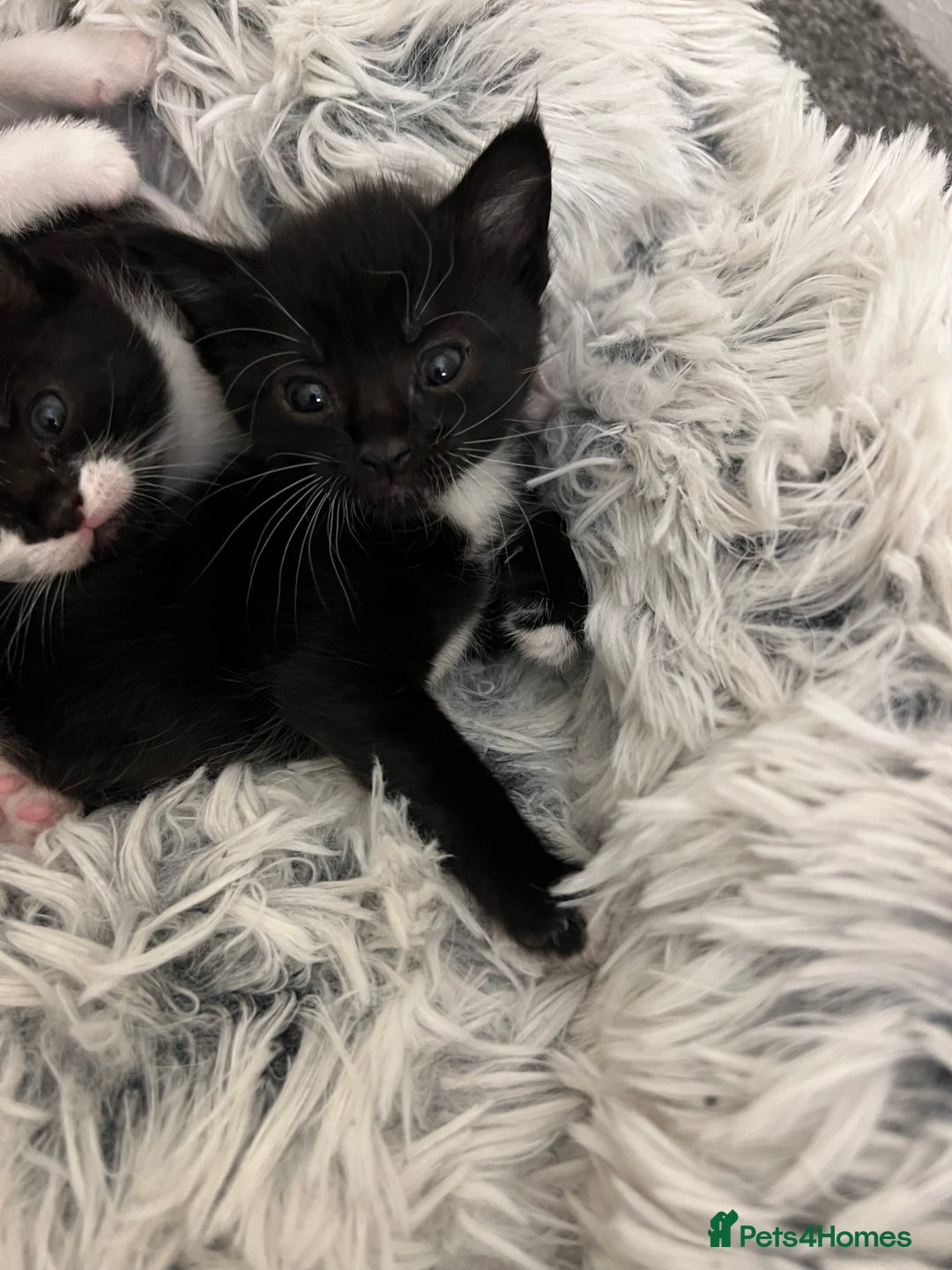 Mixed Breed cats for sale: 5 black and white kittens  - Advert 4