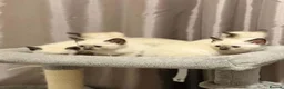 Siamese cats for sale: Fluffy Siamese x Ragdoll Kittens – Blue Eyes - Advert 13