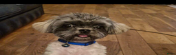 Malshi dogs for sale: Malshi  - Advert 3