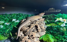 Bearded Dragon reptiles for sale: Bearded Dragon and full set up  - Image 6