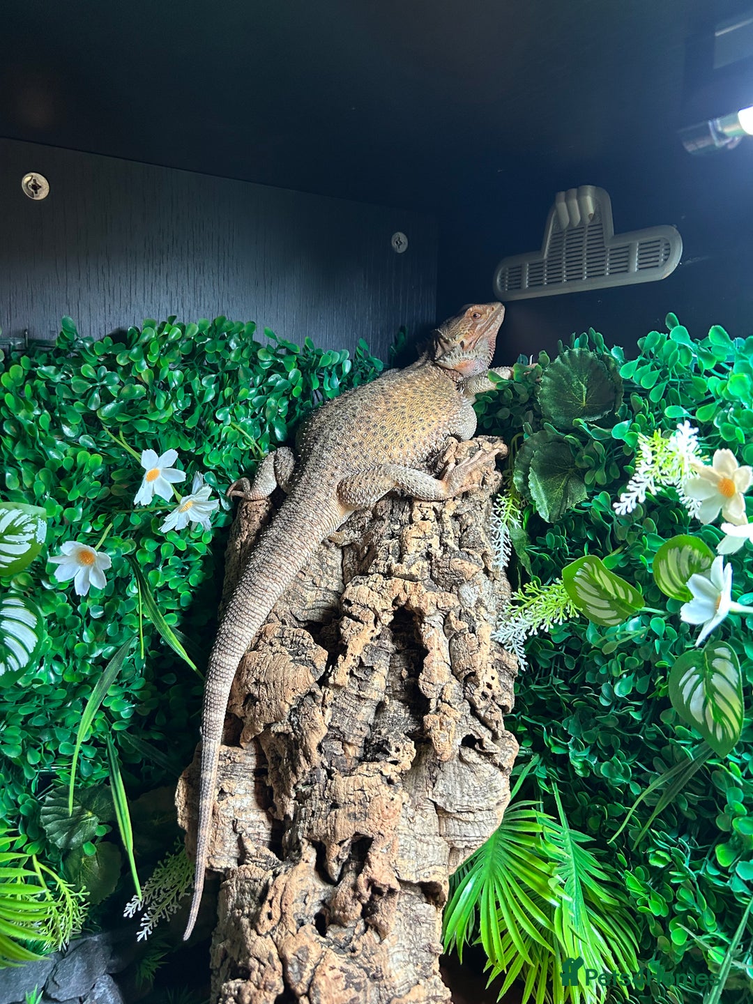 Bearded Dragon reptiles for sale: Bearded Dragon and full set up  - Image 6