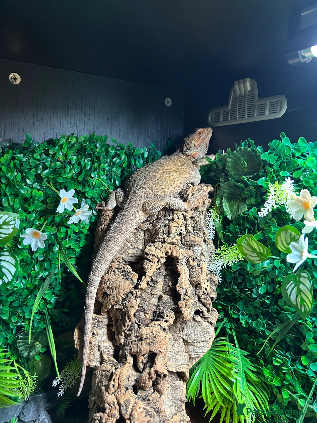 Bearded Dragon reptiles for sale: Bearded Dragon and full set up  - Advert 6