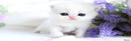 British Shorthair cats for sale:     Exclusive VivaFold Blue-Eyed Kittens - Advert 7