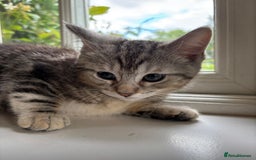 Mixed Breed cats for sale: Last 6 persian mix kittens ready now - Image 3