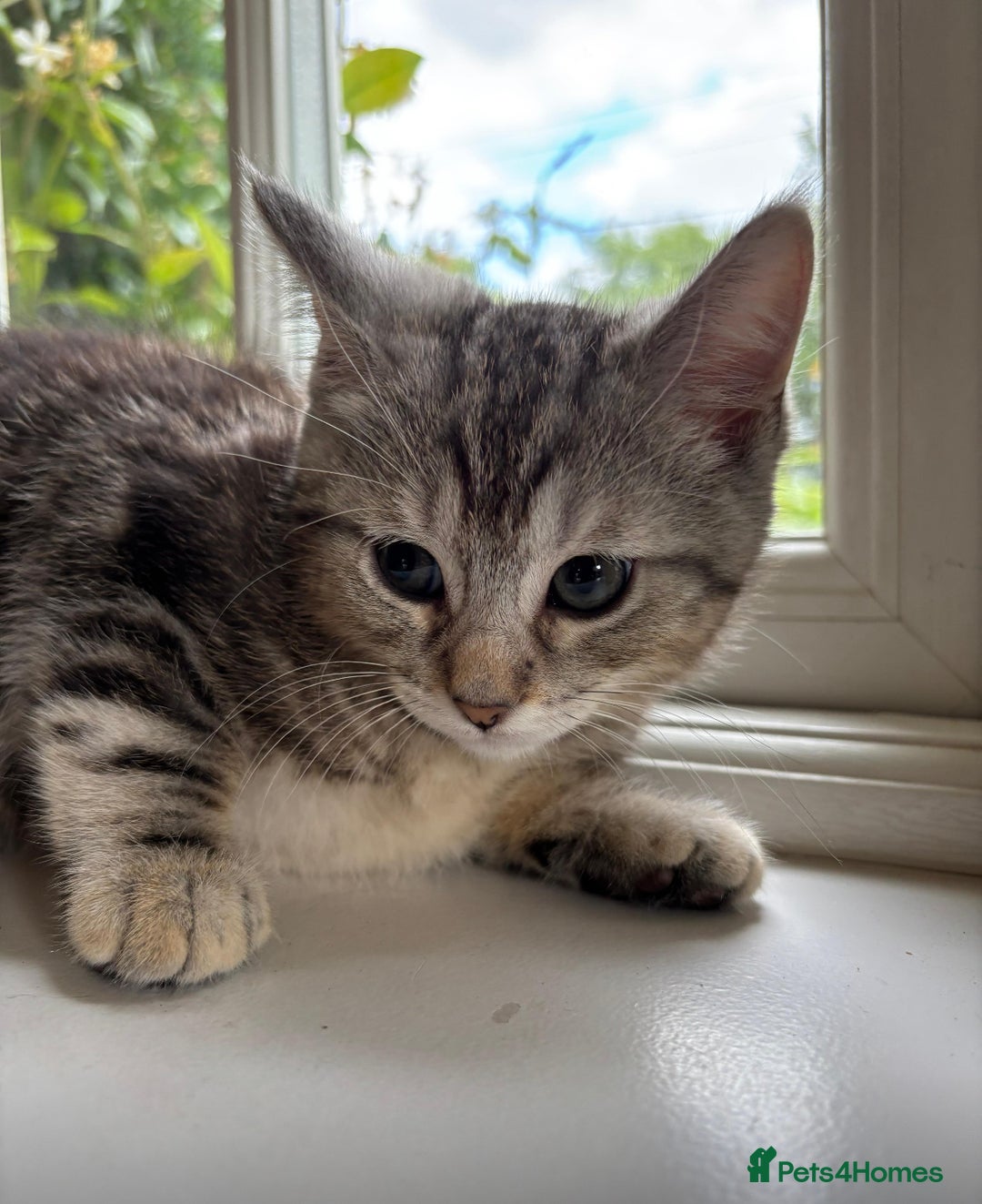 Mixed Breed cats for sale: Last 6 persian mix kittens ready now - Image 3