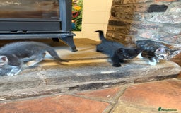 Mixed Breed cats for sale: Beautiful kittens ready soon ** - Image 4