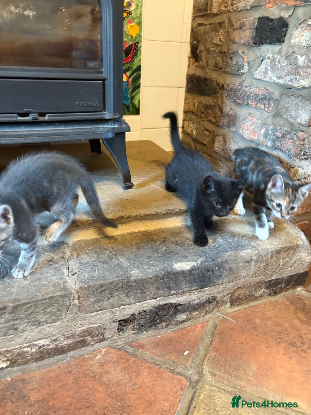 Mixed Breed cats for sale: Beautiful kittens ready soon ** - Image 4