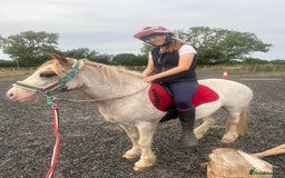 Irish Cob horses for sale: Unbacked 5 year old Gelding  - Image 3