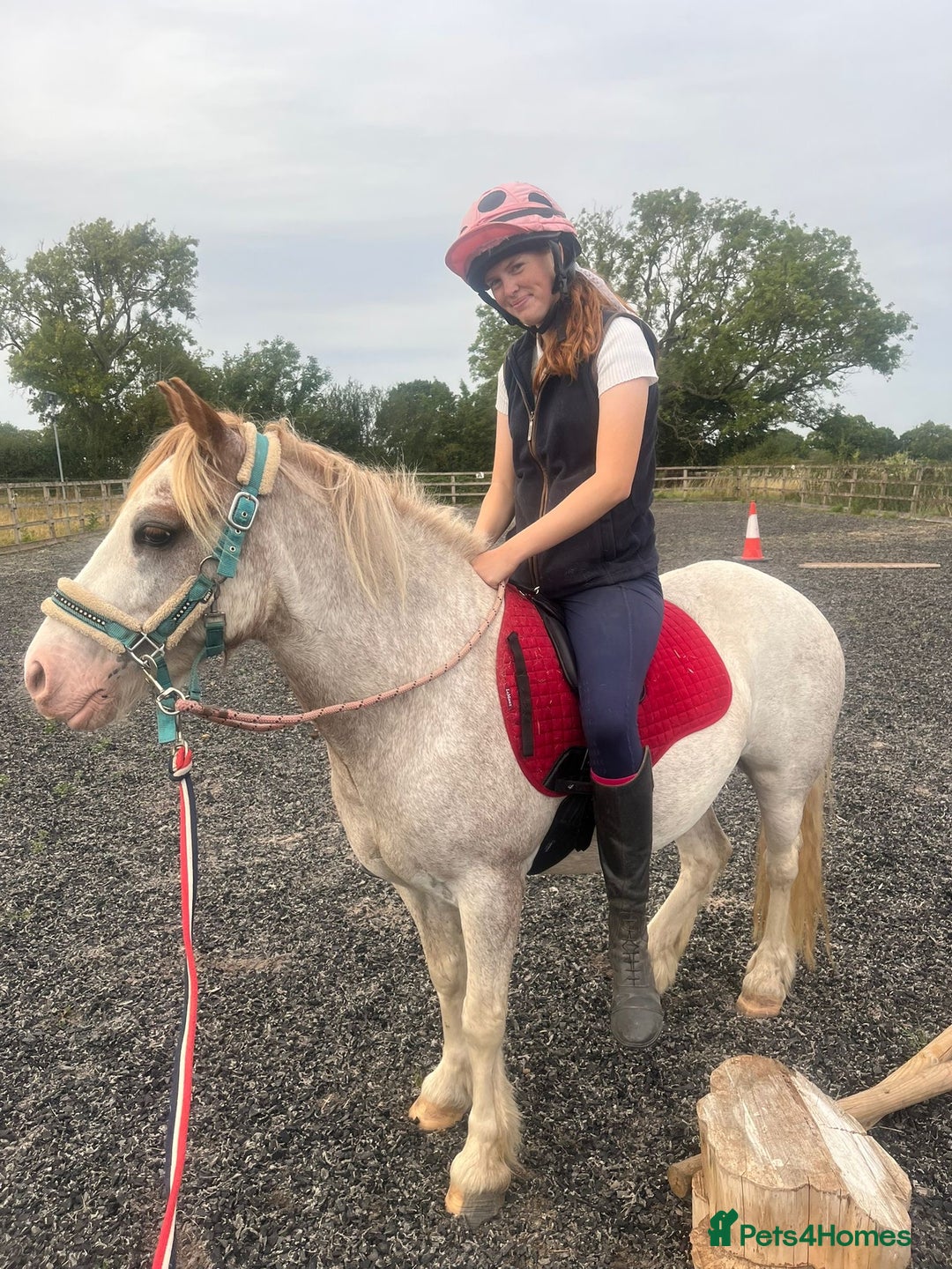 Irish Cob horses for sale: Unbacked 5 year old Gelding  - Image 3