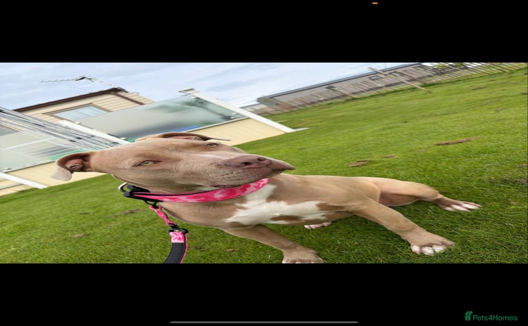 Mixed Breed dogs - Advert 1