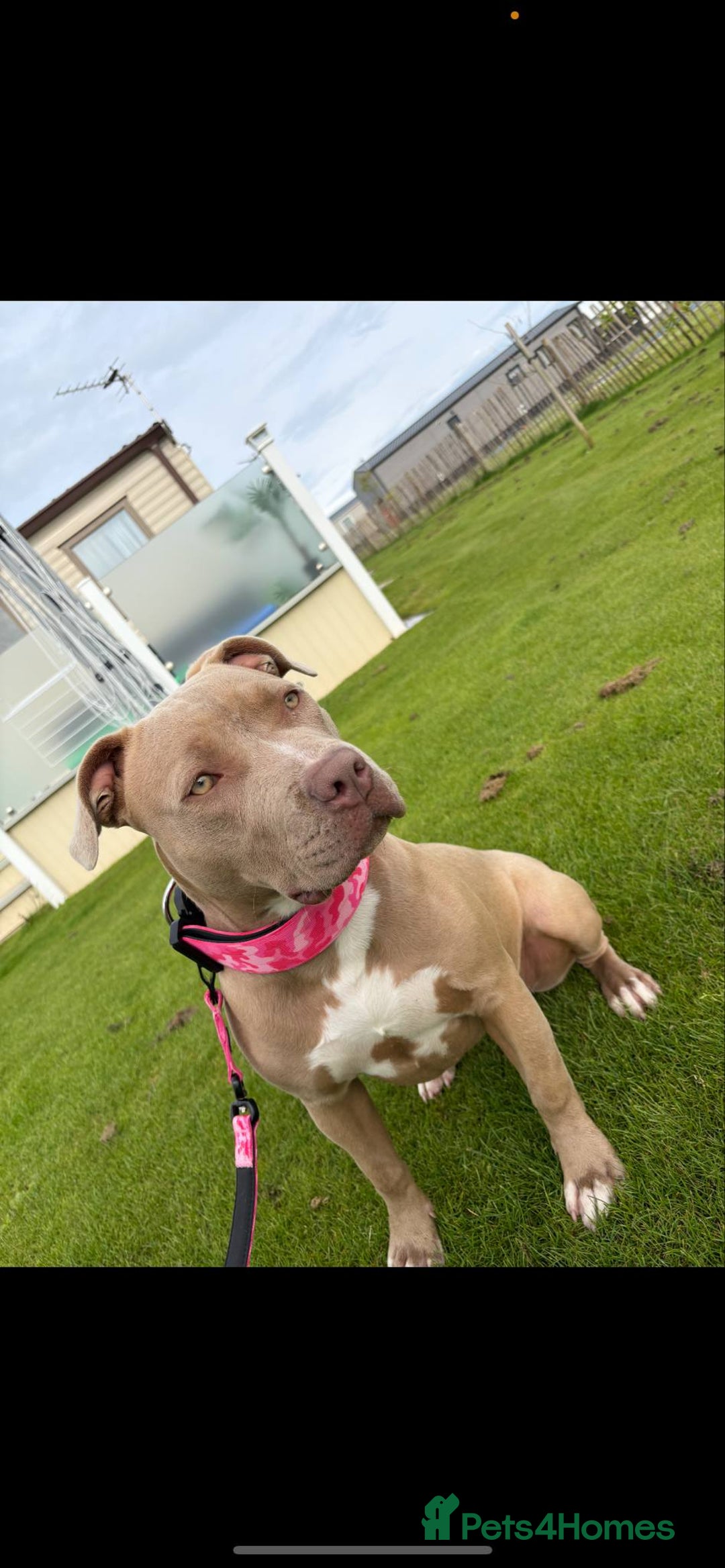 Mixed Breed dogs for sale: Dog for sale - Image 1