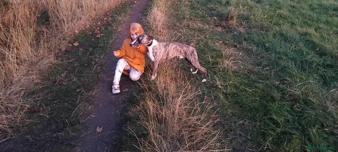 Whippet dogs for stud: KC Registered Whippet at stud in Crook - Advert 4