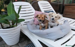 Mixed Breed dogs for adoption: Bobby, a superb little puppy boy for a Loving Home - Image 5