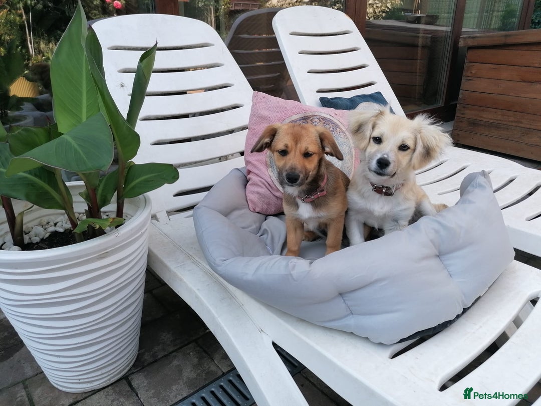 Mixed Breed dogs for adoption: Bobby, a superb little puppy boy for a Loving Home - Image 5