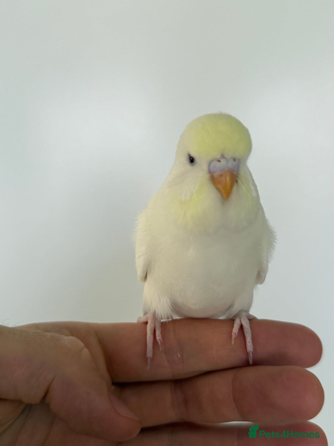 Budgerigars birds for sale: Young and adult unique colour budgies in London - Image 3