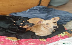 Mixed Breed dogs for adoption: Brooke & Nina are looking for a home together. - Image 1