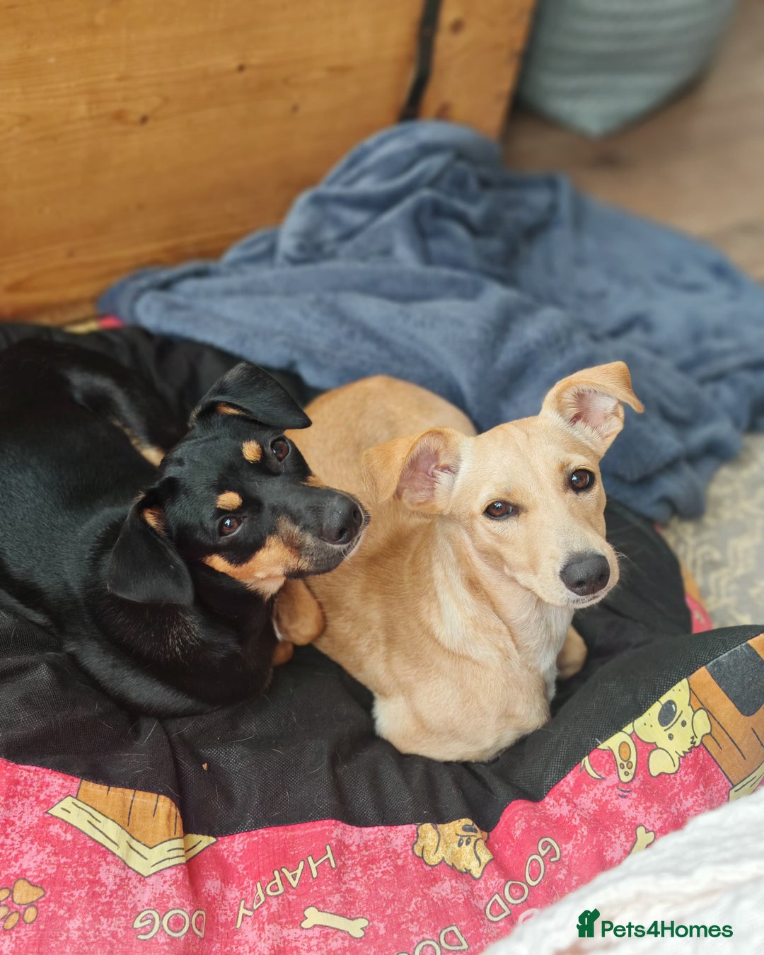 Mixed Breed dogs for adoption: Brooke & Nina are looking for a home together. - Image 1
