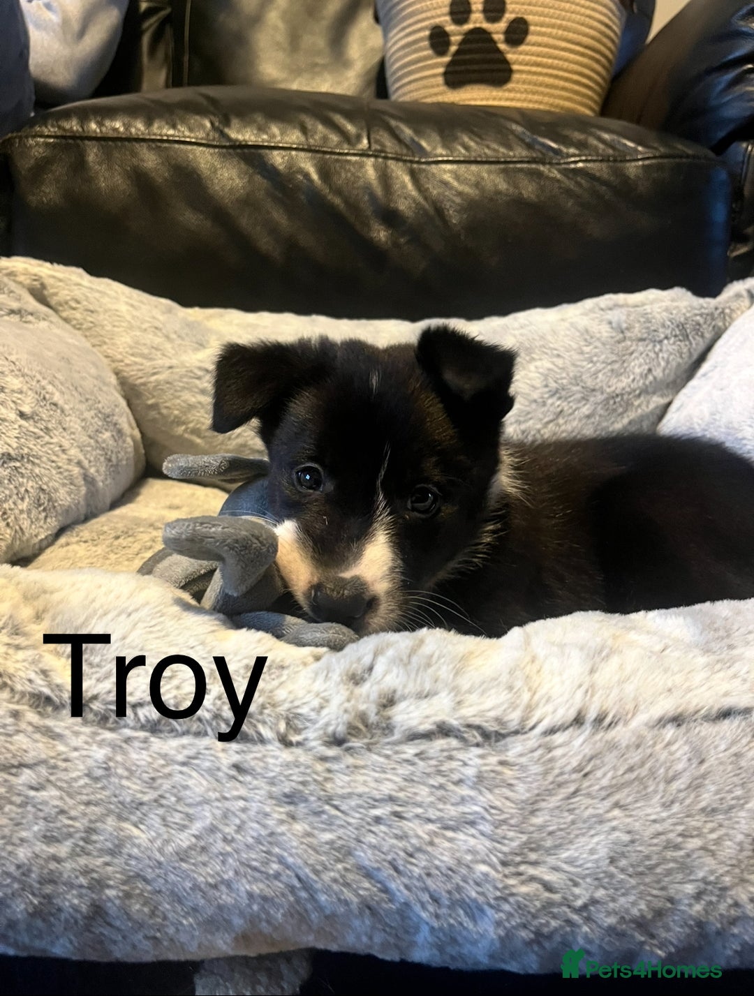 Border Collie dogs for sale: Lovely litter of 6 border collie puppies - Advert 16