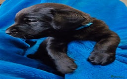 Labrador Retriever dogs for sale: Stunning KC registered fully health tested puppies - Image 10