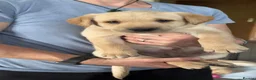 Labrador Retriever dogs for sale: Fox Red/Yellow working line Labrador puppies - Advert 14