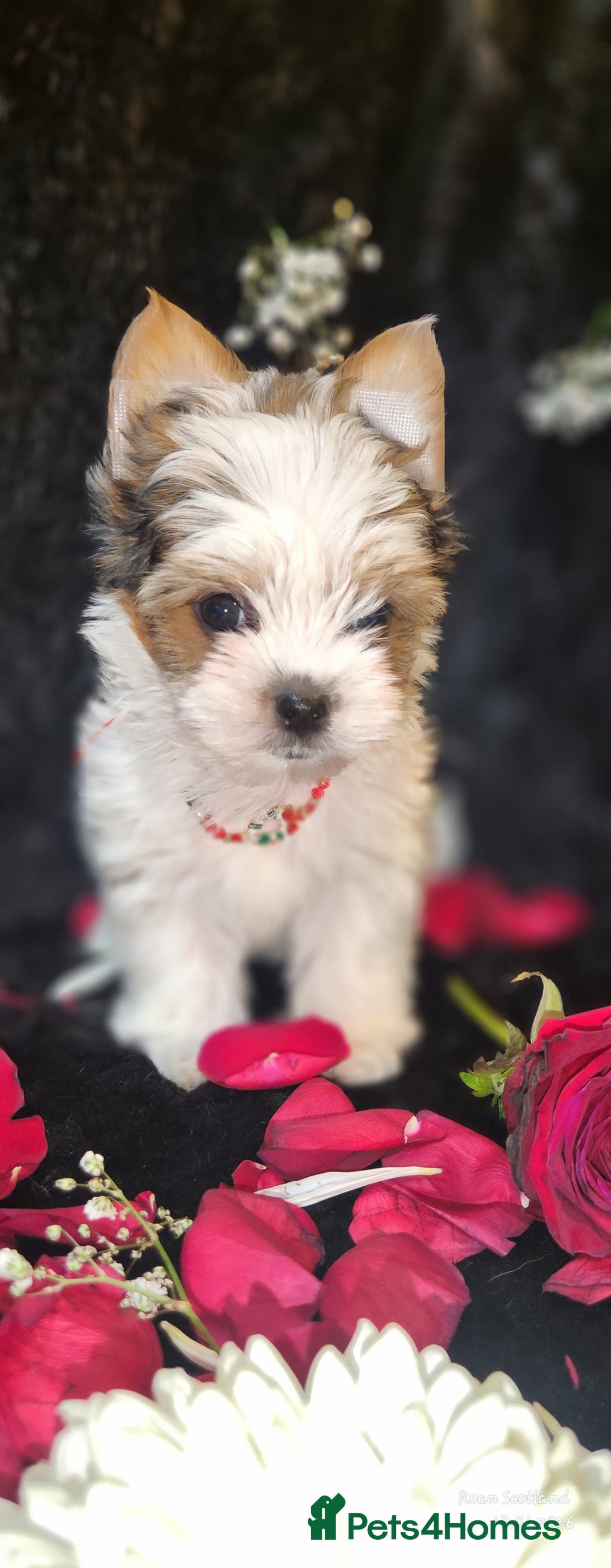 Yorkshire Terrier dogs for sale: Luxury Yorkshire Terrier Puppies/Home Raised/IHR   - Advert 30